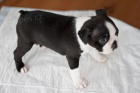 �t��ata Boston Terrier