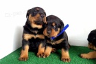 Rottweiler �t��ata jsou k dispozici s PP.