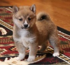 Shiba-Inu �t��ata s pp na prodej