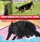 Prodej �t��at NO s PP