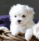 Maltsk� �t���tka