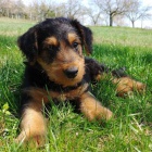 Prod�m �t��ata airedaleterier� � erdelterier�  