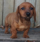 �ern� a op�len� �t���tka jezev��ka