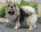 N�meck� �pic vl�� / Keeshond