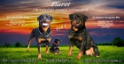 Rotvajler , rottweiler - �t�n� s PP 