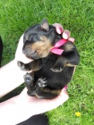 Rotvajler , rottweiler - �t�n� s PP 