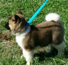 Akita �t��ata s PP.