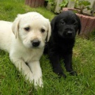 Labradorsk� �t���tka s PP.