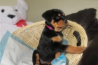 Rottweiler �t��ata s PP.