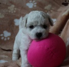 Bi�onek frise s PP