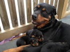 �ist� plemenn� �t��ata Rottweiler.
