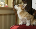 Sladk� vel�sk� Corgi (Pembroke) �t��ata
