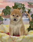 Roztomil� Shiba Inu �t��ata