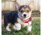  �t���tka p��telsk� welsh corgi pembroke 