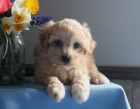 Energetick� �t��ata Maltipoo