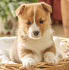 �t��ata Pembroke Welsh Corgi