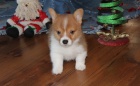 �t��ata Pembroke Welsh Corgi