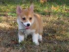 �t��ata Pembroke Welsh Corgi