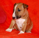 Miniaturn� bulterier