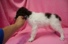 Lagotto Romagnolo - Italsk vodn pes