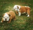 Anglick� buldok s PP