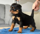 Rottweiler �t��ata jsou k dispozici s PP.