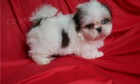  Shih tzu �t��ata jsou p�ipravena k v�noc�m s PP .