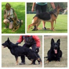 N�meck� ov��k - �t��ata