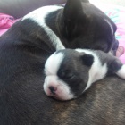 Prod�m fene�ku bostonsk�ho teri�ra