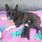 Prod�m fene�ku bostonsk�ho teri�ra