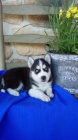 Sibi�sk� husky �istokrevn� �t��ata