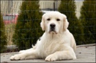 Zlat� retriever - �t�n� s PP