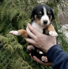 Appenzellsk� sala�n�cky pes