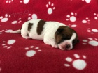 Jack Russell teri�r s PP