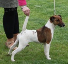 Foxterier hladkosrst�