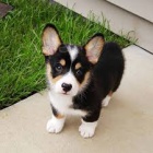 Jsme jedin� schv�len� welsh corgi Pembroke chovatel�.