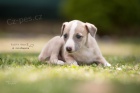 Whippet �t���tka
