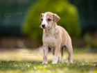 Whippet �t���tka