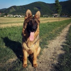 N�meck� ov��k - fenka s PP 9m�s�c� ihned k odb�ru