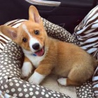 �t���tka Pembroke Welsh Corgi