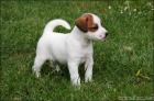 Jack Russell teri�r