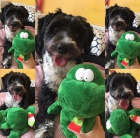 Hled� se fene�ka na kryt� 