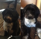 Hled� se fene�ka na kryt� 