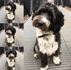 Hled� se fene�ka na kryt� 