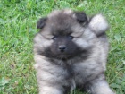 N�meck� �pic vl�� / Keeshond