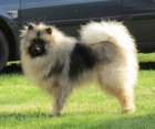 N�meck� �pic vl�� / Keeshond