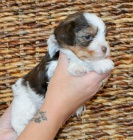 Jork��rsk� terrier - �t���tka s PP