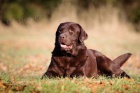Labradorsk� retr�vr-hn�d� �t�n�tka s PP