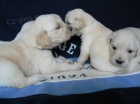 Golden retriever s PP - �t��ata /zlat� retr�vr/