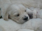 Golden retriever s PP - �t��ata /zlat� retr�vr/